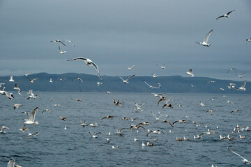 
seagulls over the sea