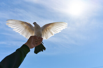 The Release of a Dove Against a Beautiful, Bright Sky Featuring Clouds and Serenity