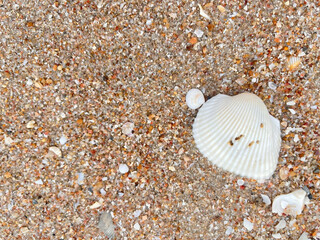 shells on the beach