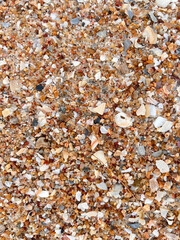 autumn leaves on the ground