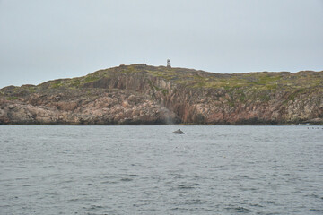 Obraz premium humpback whale in the arctic