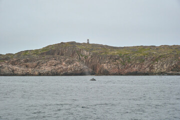 Fototapeta premium humpback whale in the arctic