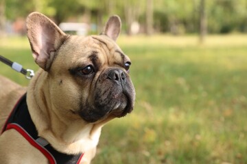 Adorable pet. Cute French bulldog with leash in park, space for text