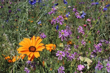 natural floral background, wildflowers and grasses in a meadow in summer