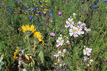 natural floral background, wildflowers and grasses in a meadow in summer