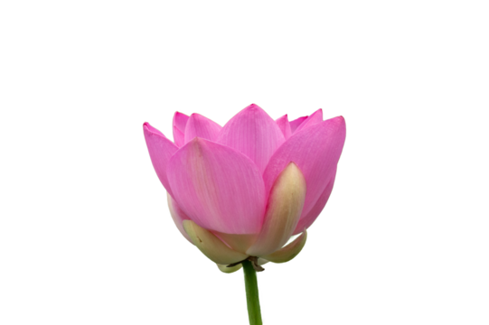 横向きの蓮の花（一輪）｜Side View of Single Lotus Flower in Bloom