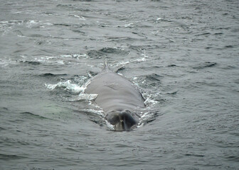 humpback whale in the arctic