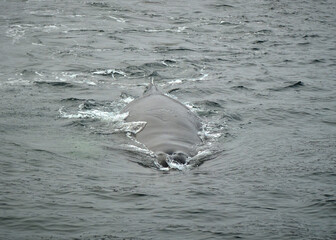 humpback whale in the arctic