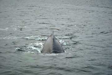 Fototapeta premium humpback whale in the arctic