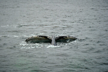 Obraz premium humpback whale in the arctic