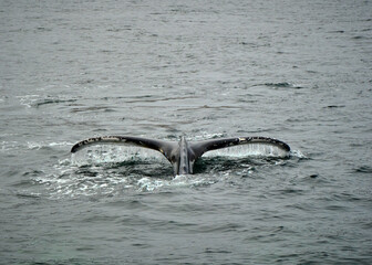 humpback whale in the arctic
