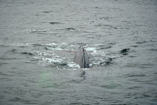 humpback whale