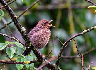 Amsel Ästling ruft nach Futter