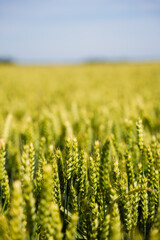 Lush green wheat field stretches under a bright blue sky, showcasing vibrant crops swaying gently in the breeze, symbolizing agricultural abundance and growth potential