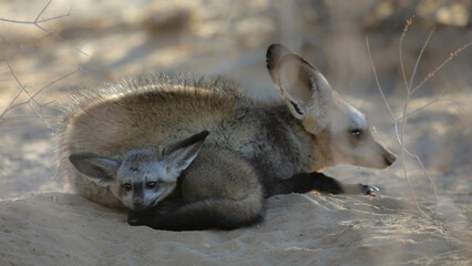 Cute bat-eared fox baby resting near its mother in the Kalahari Desert