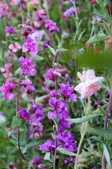 natural floral background, wildflowers and grasses in a meadow in summer