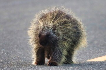 Yukon Territories, Canada