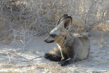 Bat-eared fox resting on the arid Kalahari Desert sand