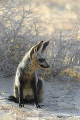 Bat-eared fox resting on the arid Kalahari Desert sand