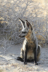 Bat-eared fox resting on the arid Kalahari Desert sand