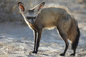 Obraz premium Bat-eared fox looking for a scorpion to eat in the early morning of the Kalahari Desert