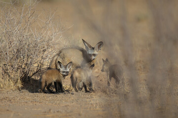 Bat-eared fox family running over the Kalahari Desert sand in search of a new den site
