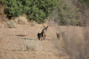 Bat-eared fox family running over the Kalahari Desert sand in search of a new den site