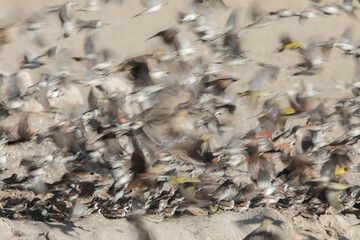 Flock of small birds flying off with artistic motion blur