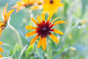 Rudbeckia hirta, known as black-eyed Susan, mountain marigold, or hairy coneflower, blooms in orange and yellow. This medicinal plant is valued for immune-boosting and anti-inflammatory properties.