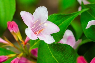 A graceful Weigela flower in full bloom showcases delicate pink and white petals.