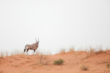 Gemsbok standing on top of Kalahari Desert dune
