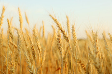 Golden wheat ears growing in field, closeup