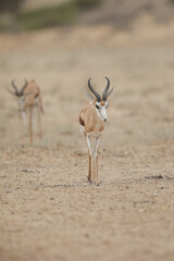 Springbok moving through the Kalahari Desert in search of water
