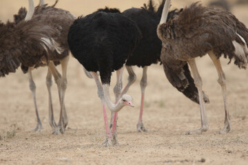 Ostrich flock moving around the arid Kalahari Desert in search of food