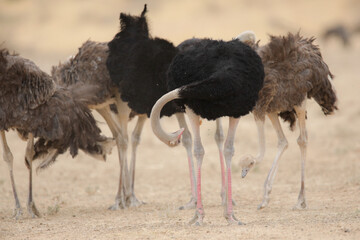Flock of ostrich in the dry wind of the Kalahari Desert