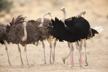 Flock of ostrich in the dry wind of the Kalahari Desert