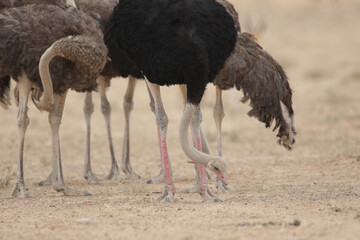 Ostrich flock moving around the arid Kalahari Desert in search of food