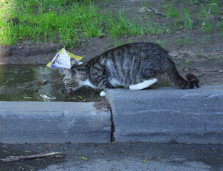 A gray tabby cat laps water from a puddle on the lawn near the curb