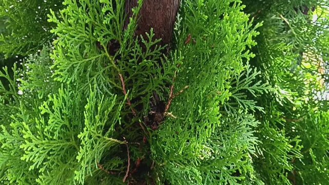 Foliage of Platycladus orientalis tree, also known as Chinese thuja, Oriental arborvitae, Chinese arborvitae, biota, or Oriental thuja with wind blows and sunglight in the garden.