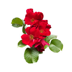 Tender tea rose flower heads with leaves, aroma rose flowers, isolated object cut out with clipping path, soft selective focus