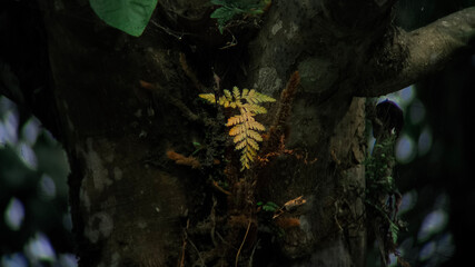 Close-up of a delicate fern growing out of a dark, textured tree trunk.