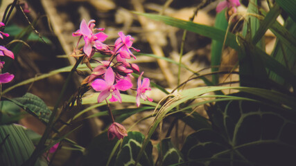Obraz premium Close-up of delicate pink flowers amidst foliage in a natural setting.