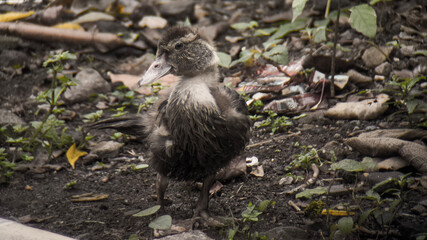 A young duckling walks amidst debris and foliage in a park or similar outdoor space.