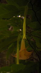 Obraz premium A delicate, pale orange angel's trumpet flower hangs down, illuminated amidst lush, dark green foliage.