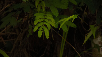Sunlight illuminates delicate fern fronds amidst dark, tangled undergrowth.