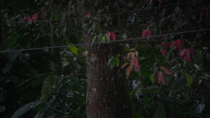 Close-up view of a tree trunk and branches with foliage, illuminated by low light.