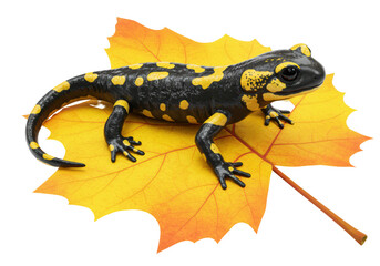 Isolated Fire Salamander on Maple Leaf