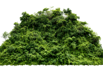 Lush green hill covered in dense tropical vegetation against a black background