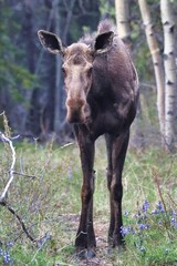 Yukon Territories, Canada