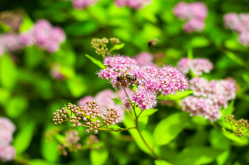 Macro shot of a bee on blooming spirea, the bright colors and natural beauty shining in focus.